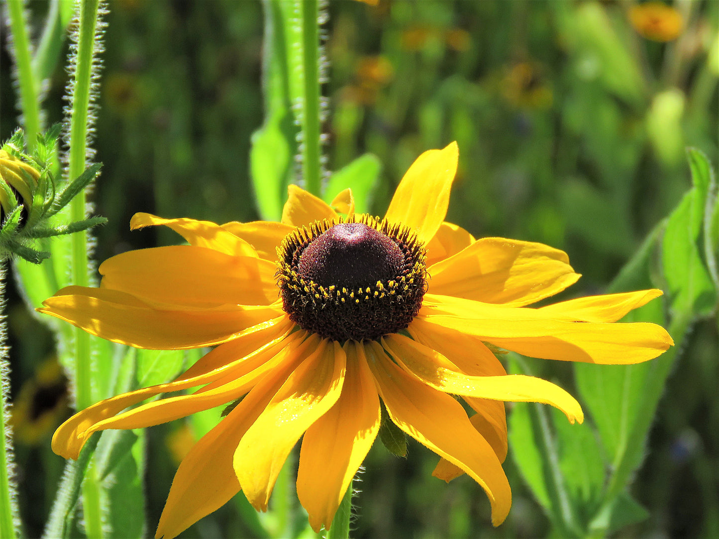 Photo Brown Eyed Susan Wildflower Single Closeup Yucaipa California