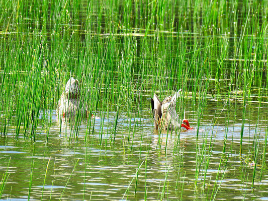 Photo Ducks Bottoms Up Silver Lake Brighton Ski Resort Utah