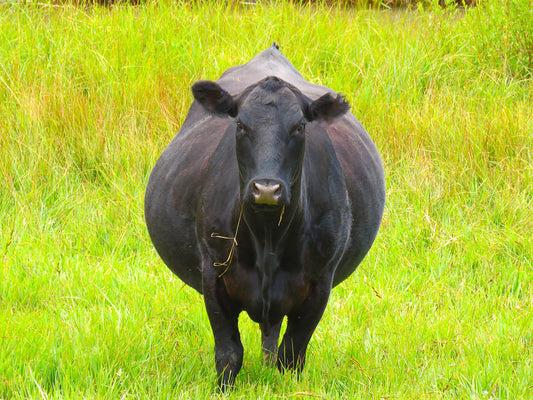 Photo Massive Black Very Pregnant Cow in Meadow Duck Creek Village Utah