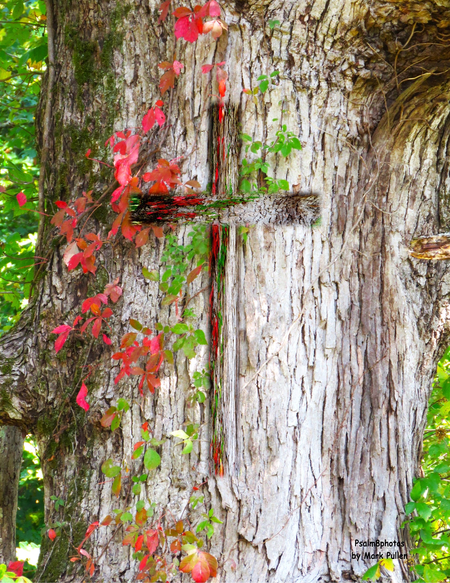 Photo Cross Autumn Leaves on Tree Trunk Tennessee