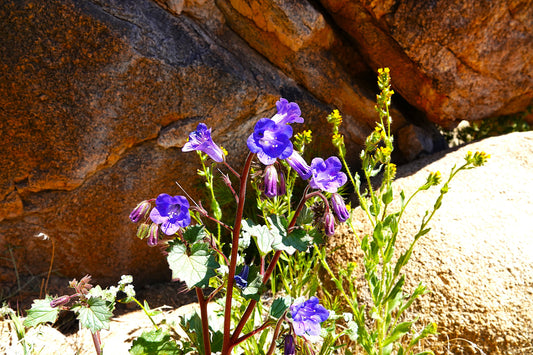 Photo Desert Bluebells Yellow wildflowers Rocks Joshua Tree California