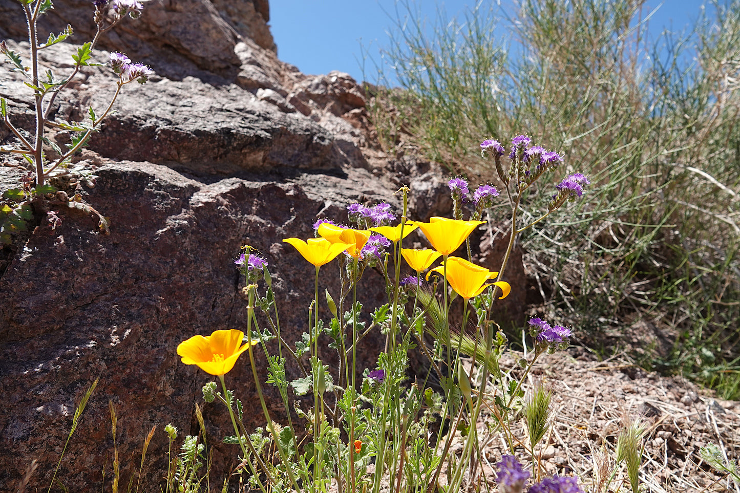 Photo Pretty Poppy's and Caterpillarweeds Desert Floor Blue Skies Lake Mojave Arizona