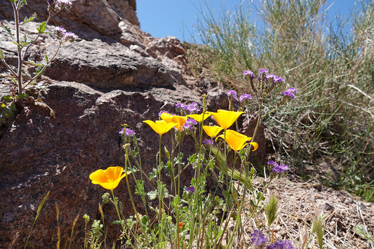 Photo Pretty Poppy's and Caterpillarweeds Desert Floor Blue Skies Lake Mojave Arizona