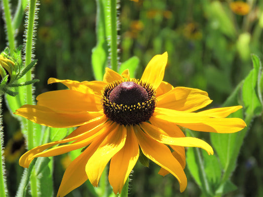 Photo Brown Eyed Susan Wildflower Single Closeup Yucaipa California