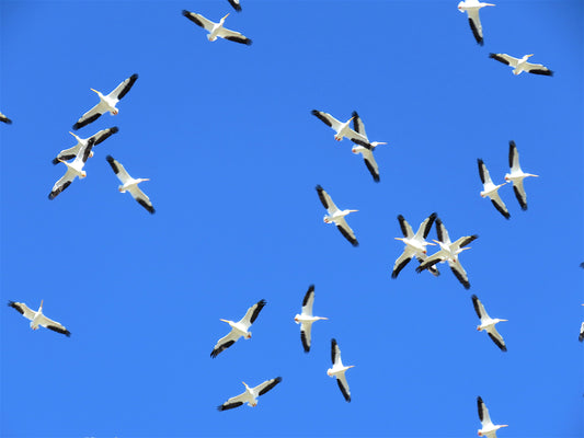 Photo American White Pelicans hovering Over Church Morongo Reservation Banning California