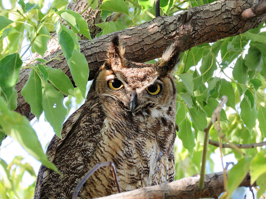 Photo Great Horned Owl Tree Cherry Valley California
