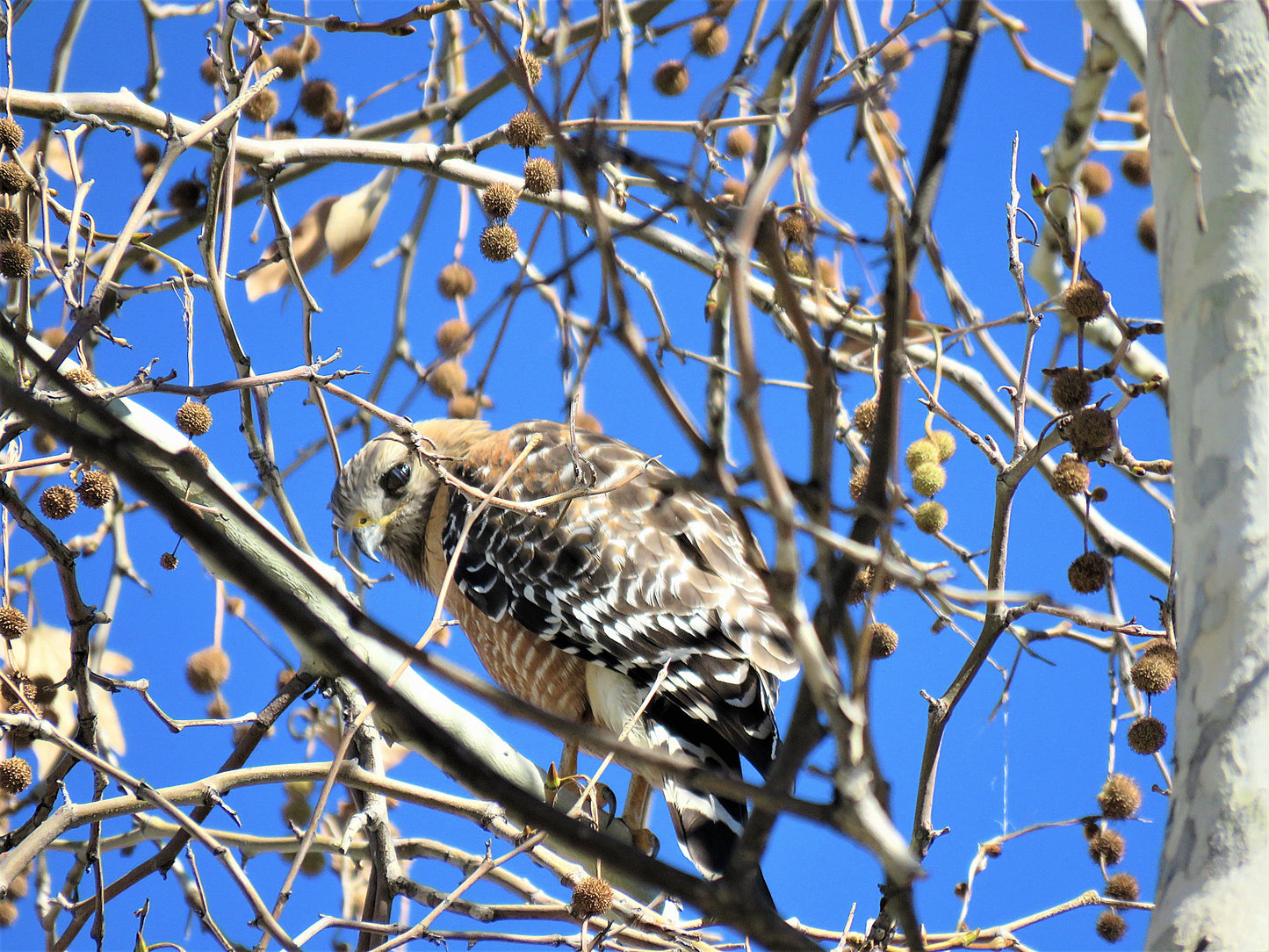 Photo Young Hawk Gawking Bare Branches Blue Sky Yucaipa California