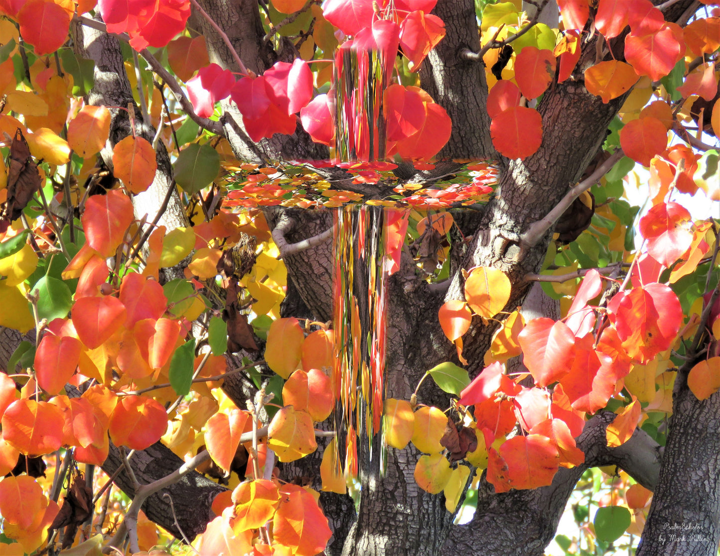 Photo Cross Autumn Leaves Fall San Bernardino California